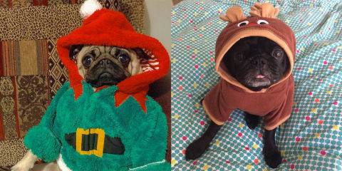 pug natale instagram